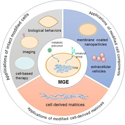 The Applications of Metabolic Glycoengineering